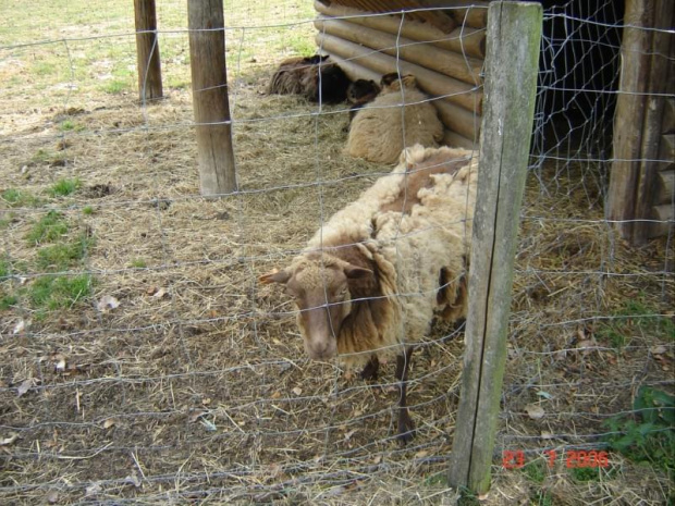 Cernay La Ville - ferme du bout du pres