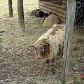 Cernay La Ville - ferme du bout du pres