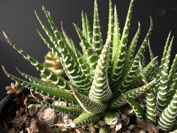 Haworthia attenuata