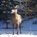 Jasper, Alberta, Canada 8 X 2006