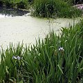 Nowojorski Central Park. Największy park w Nowym Jorku, jednak wszystko jest w nim zrobione ręką człowieka. Pod tą masą zieleni, jest beton, a pod nim cała machineria, która włącza sztuczne strumyczki, wodospady, źródełka. Nie ma w nim niestety nic nat...