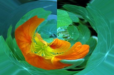 c.d. robala czyli co mozna z takim zrobic #nasturcje #kwiaty #robak #tworcze