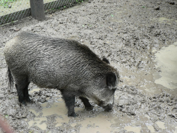 Białowieża.