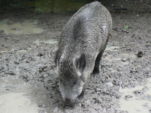 Białowieża.