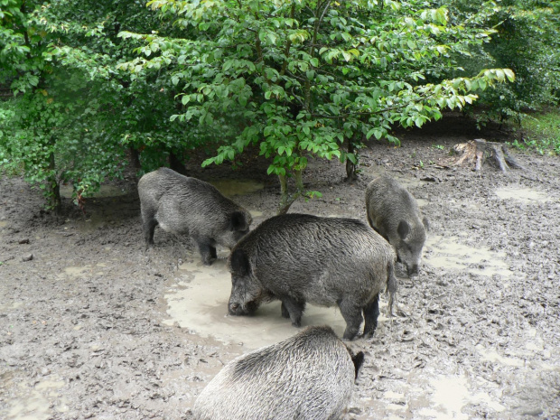 Białowieża.