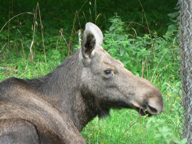 Białowieża.