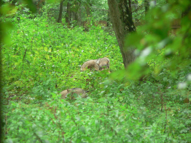 Białowieża.