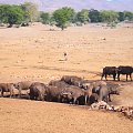 Safari - Przy wodopoju #Kenia #Afryka #Bawoły