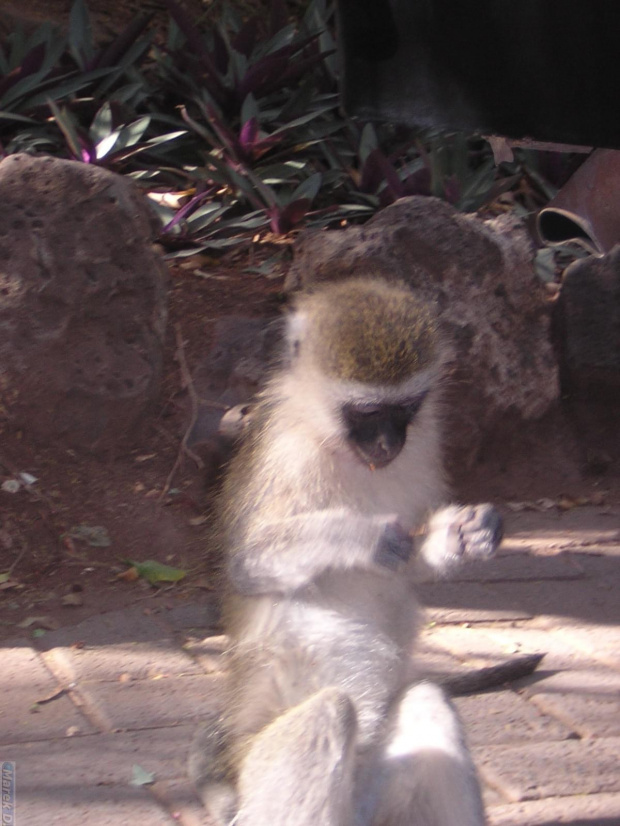 Małpka #Safari