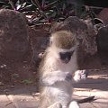 Małpka #Safari