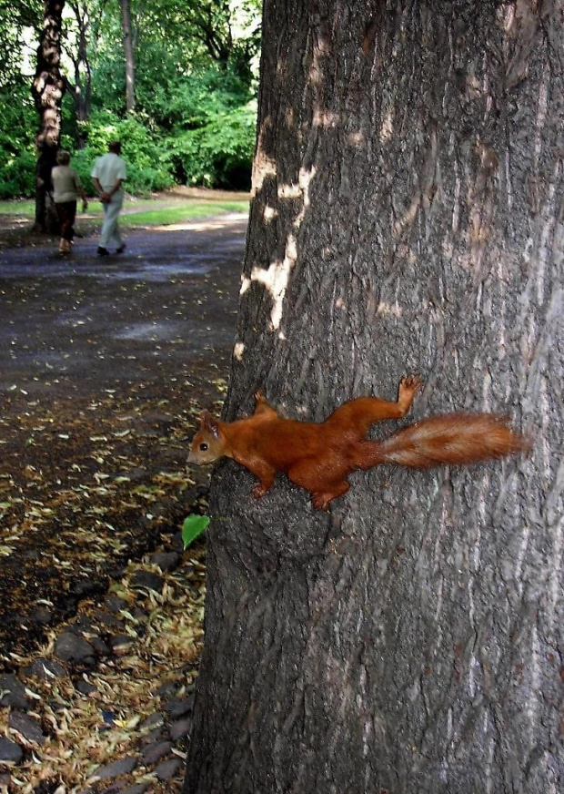 Park Skaryszewski, jego uroki i mieszkańcy. Oj, tę agregatkę trudno było uchwycić.