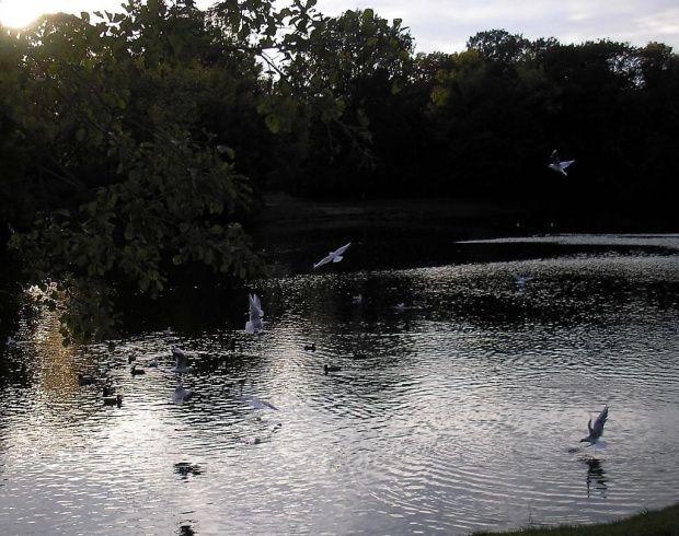 Park Skaryszewski, jego uroki i mieszkańcy