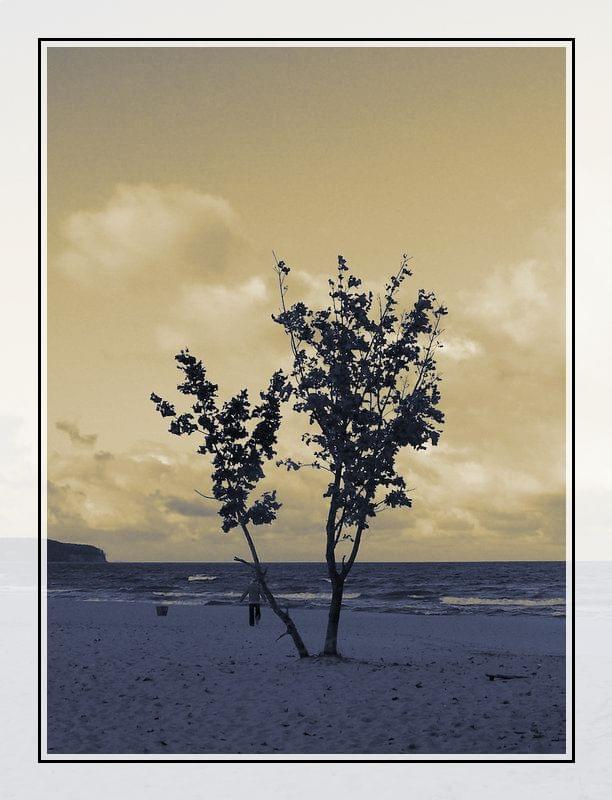 #drzewa #morze #plaża