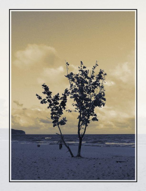 #drzewa #morze #plaża