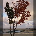 #drzewa #morze #plaża #jesień
