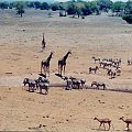 Safari, przy wodopoju #Kenia #Afryka #żyrafy #zebry #safari