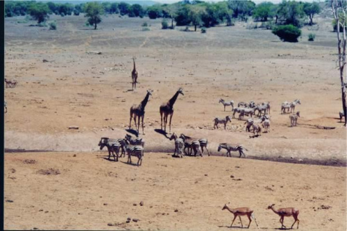 Safari, przy wodopoju #Kenia #Afryka #żyrafy #zebry #safari