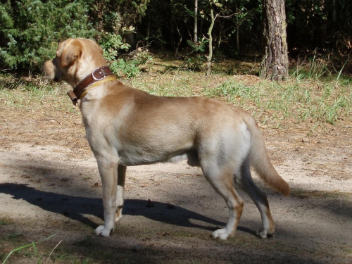 LORD - Labrador