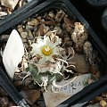 Turbinicarpus flaviflorus