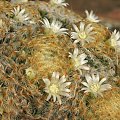 Mammillaria schiedeana