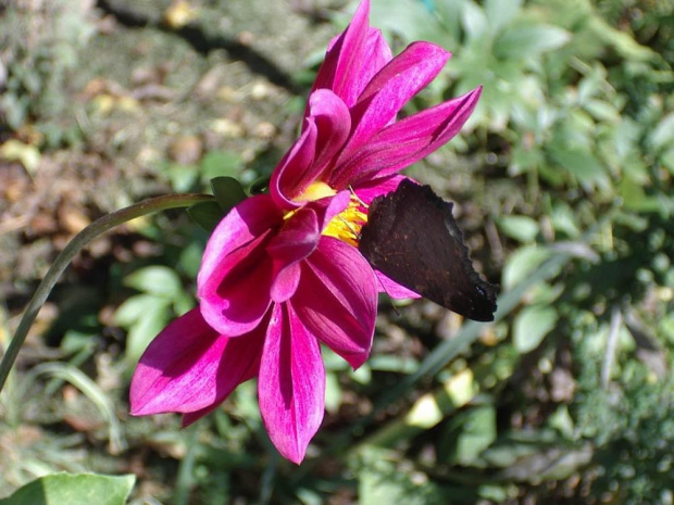 Kwiat z motylem