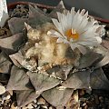 Ariocarpus furfuraceus #AriocarpusFurfuraceus