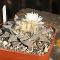 Ariocarpus furfuraceus #AriocarpusFurfuraceus