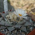 Ariocarpus furfuraceus #AriocarpusFurfuraceus