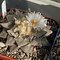 Ariocarpus furfuraceus #AriocarpusFurfuraceus