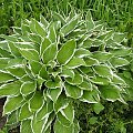 wspomnienia z lata
