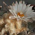 Ariocarpus furfuraceus #AriocarpusFurfuraceus