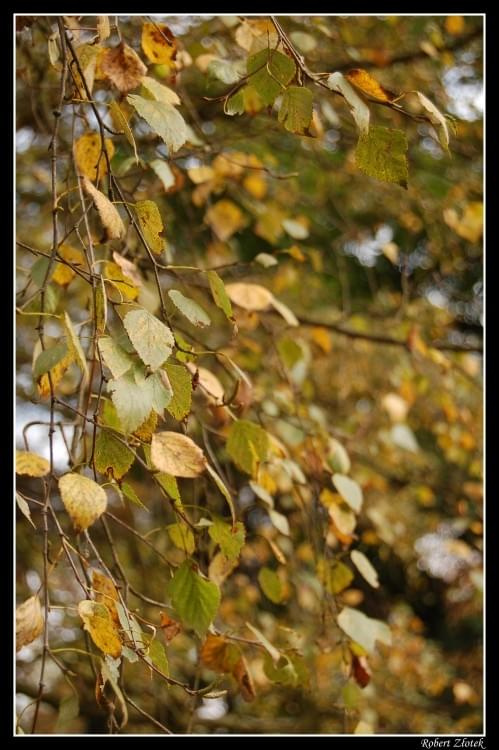 Złota Polska Jesień #park #las #drzewa #liście #jesień