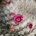 Mammillaria woodsi