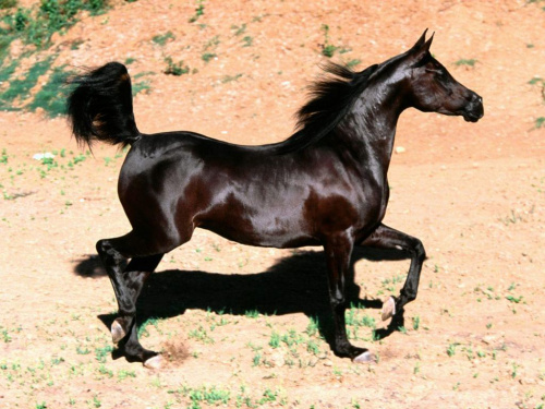 konie