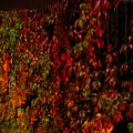 15.10.2006 - SCD NIGHTS ART