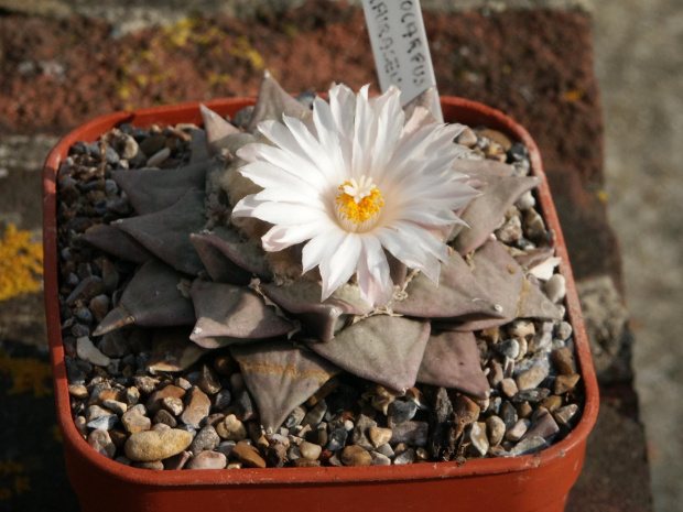 Ariocarpus furfuraceus