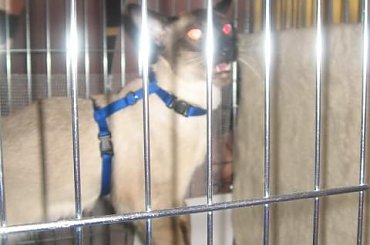 Pokaz kotow 15.10.06 #pokaz #koty