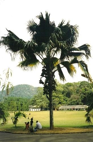 traveller's tree, Colombo