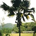 traveller's tree, Colombo