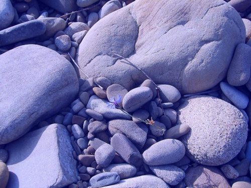 blue stone flower