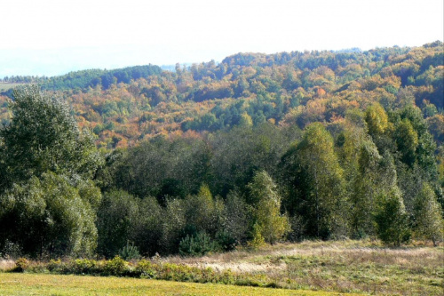 Jesienny las na północnym zboczu