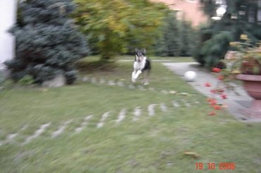#collie