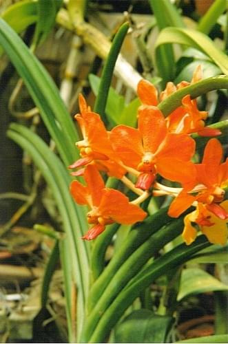 Orchidee, Ogród botaniczny Peradeniya w Kandy