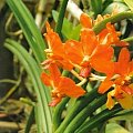 Orchidee, Ogród botaniczny Peradeniya w Kandy