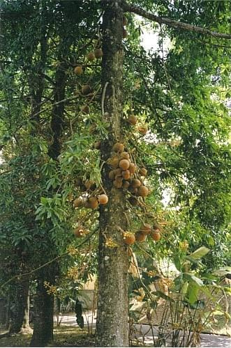 Cannonball tree, Ogród botaniczny Peradeniya w Kandy