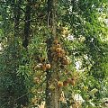 Cannonball tree, Ogród botaniczny Peradeniya w Kandy