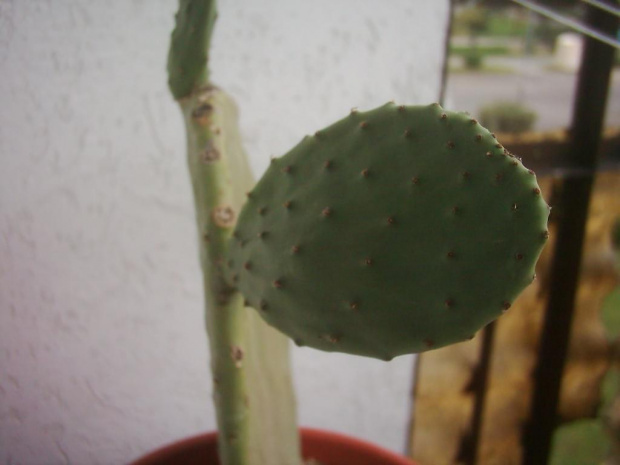 opuntia