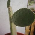 opuntia