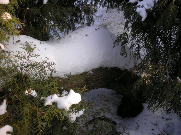 Park Skaryszewski w Warszawie w puchowej szacie