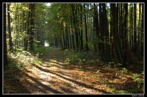 #jesień #las #Polska